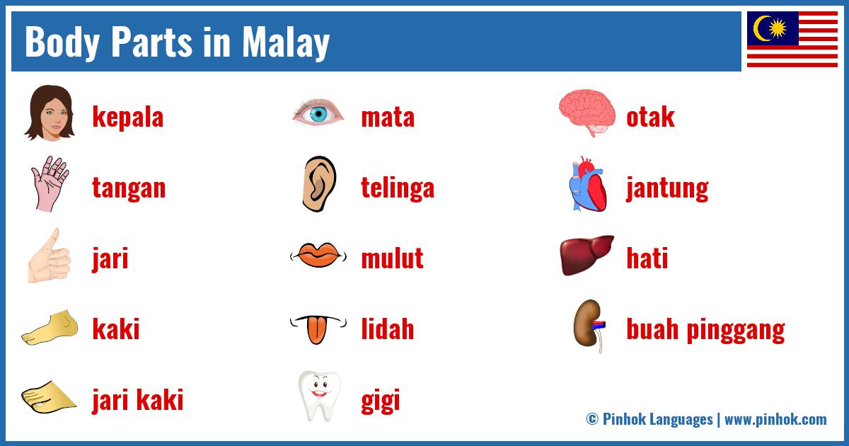 Body Parts in Malay