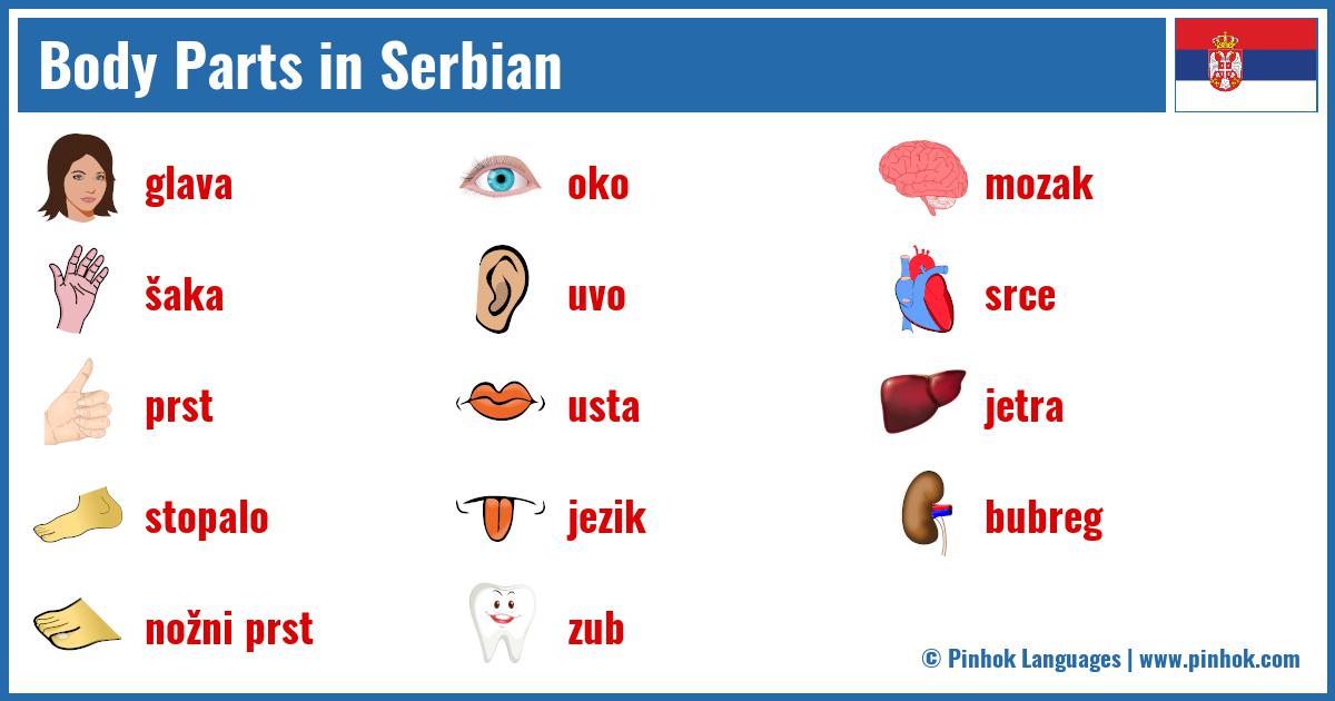 Body Parts in Serbian